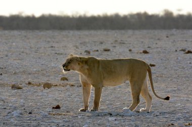 Namibya 'da çölde yürüyen beyaz bir aslan.
