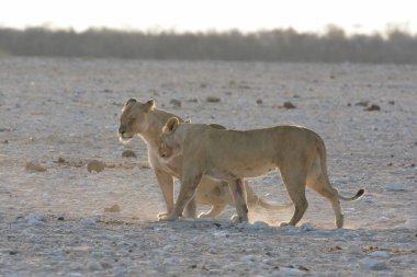 Etoşa Ulusal Parkı, Namibya, Afrika 'da beyaz vahşi aslan
