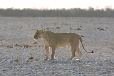 Beyaz kaplan kışın karda yürüyor
