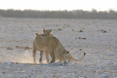 Afrika 'da Namibya aslanı