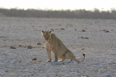 Afrika 'nın vahşi savanasında Afrika vahşi aslanı..