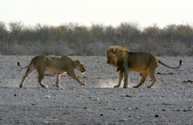 Namibya 'daki Etosha Milli Parkı' nda Aslan