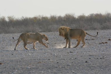 lion ( panthera leo ) in the desert of etosha, namibia