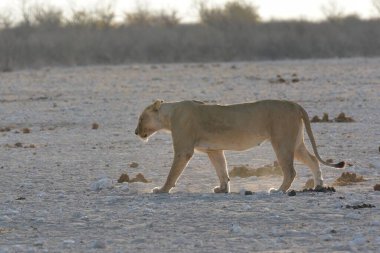 Güney Namibya 'daki bir çölde beyaz aslanın yakın çekimi.