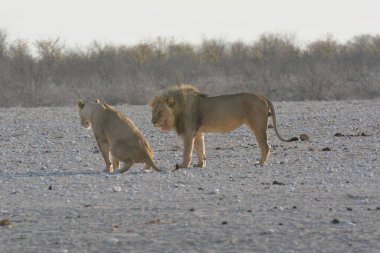 Afrika bozkırında bir çift aslan.