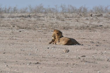 Çölde yatan bir aslan
