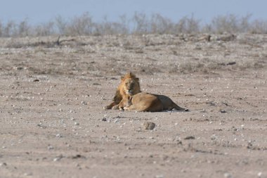Kumda yatan bir Afrika aslanının yakın plan fotoğrafı.