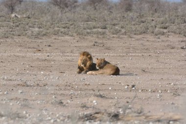 Aslan etkin ulusal park, Namibya