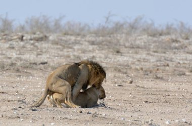 Afrika Namibya 'da genç bir aslan