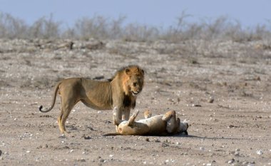 Savanada bir erkek aslan.