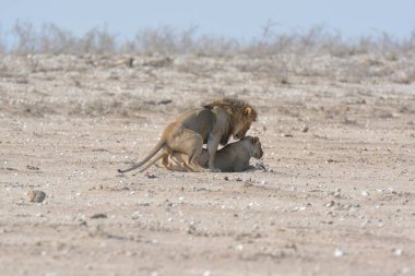 Namibya çölünde bir aslan
