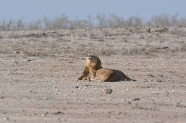 Etoşa Ulusal Parkı, Namibya 'da yerde oturan bir aslan.