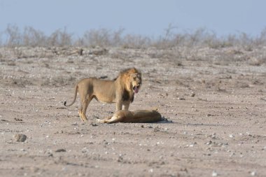 Aslan (panthera leo) Etoşa Ulusal Parkı, Namibya, Afrika 'da yürüyor