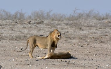 Afrika bozkırında aslanıyla dişi aslan.