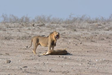 Etoşa, Namibya 'daki su birikintisindeki aslan.
