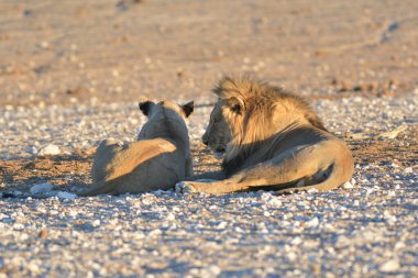 Aslan etkin ulusal park, Namibya