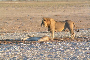 Bir aslan ve genç bir adam çölde yürüyor.