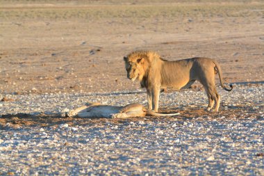 Etoşa Ulusal Parkı 'nda, Namibya' da yerde aslan var..