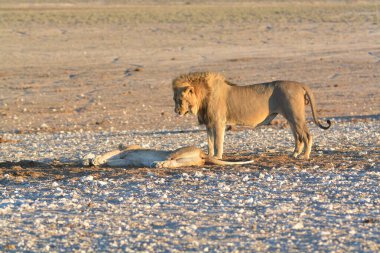 Namibya 'daki Etoşa Ulusal Parkı' nda yürüyen bir aslan ve yavrusu.