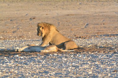 Namibya bozkırında bir aslan