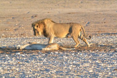 Namibya bozkırında bir aslan