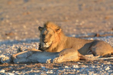 Sıcak güneşin altında yerde yatan bir aslan.