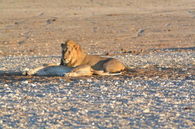 Aslan sahilde dinleniyor.