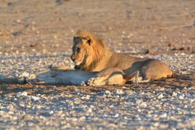 Aslan etkin Milli Parkı'nda