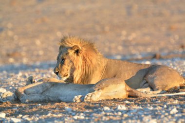 Aslan etkin Milli Parkı'nda