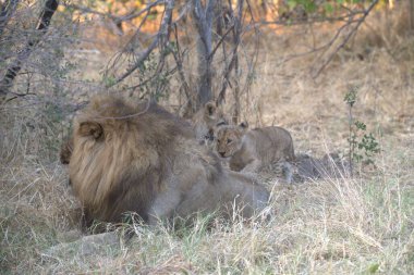 Aslanlar ve Aslanlar Kruger Park 'ta
