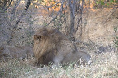 Güney Afrika 'daki Kruger Ulusal Parkı' nda aslan var.