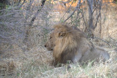 Afrika 'nın bozkırındaki aslan