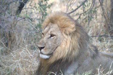 Kenya savanındaki erkek aslan.