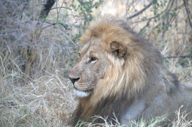 Kenya, Ulusal Park 'ta aslan