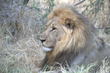 Savanadaki aslan erkek.