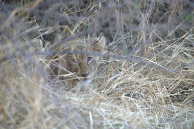 Ormanda küçük bir kedi
