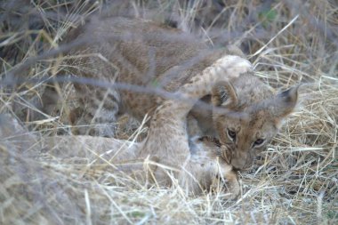 Vahşi doğadaki çita