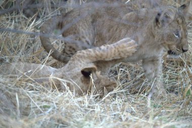 Kenya savanındaki aslan