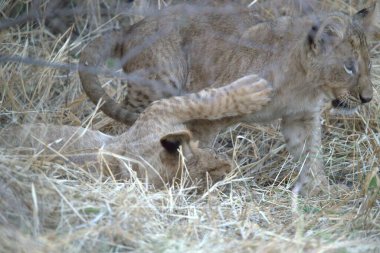 Genç aslan yavrusu çimlerde