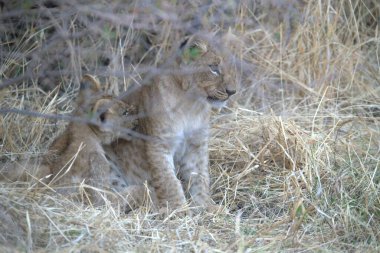 Genç aslan (panthera leo), Güney Afrika 'nın savanındaki yavru.