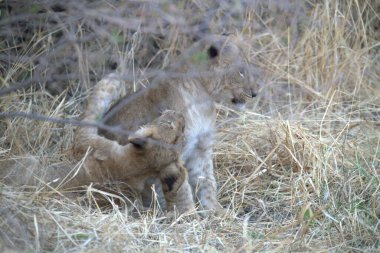 Kenya savanındaki aslan
