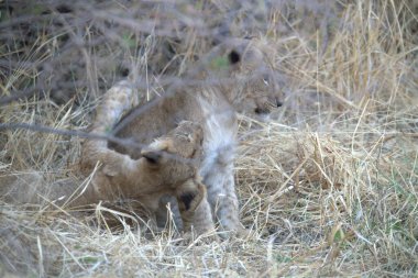 Kenya savanındaki aslan
