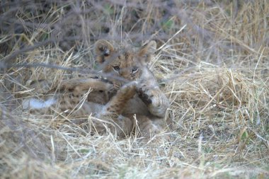 Ormandaki vahşi kedi