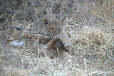 Ormandaki vahşi aslanın yavrusu.