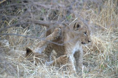 Çita yavrusu oynuyor.