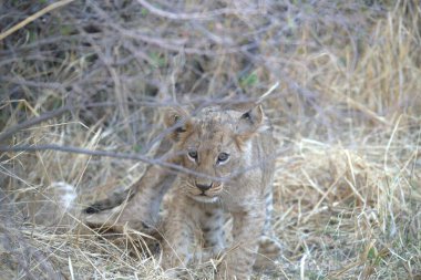 Kenya savanındaki aslan