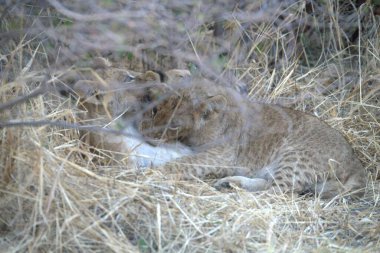 Afrika 'daki Kruger parkında çimlerde yatan aslan.