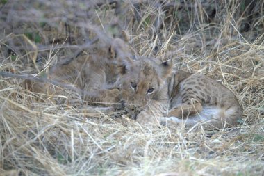 ormanda vahşi aslanlar