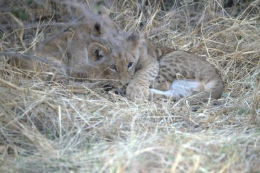 Çita yavrusu çimlerin üzerinde yatıyor.