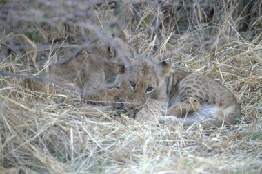 Savanada genç bir aslan